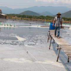 Nuôi tôm không kháng sinh ở Khánh Hòa